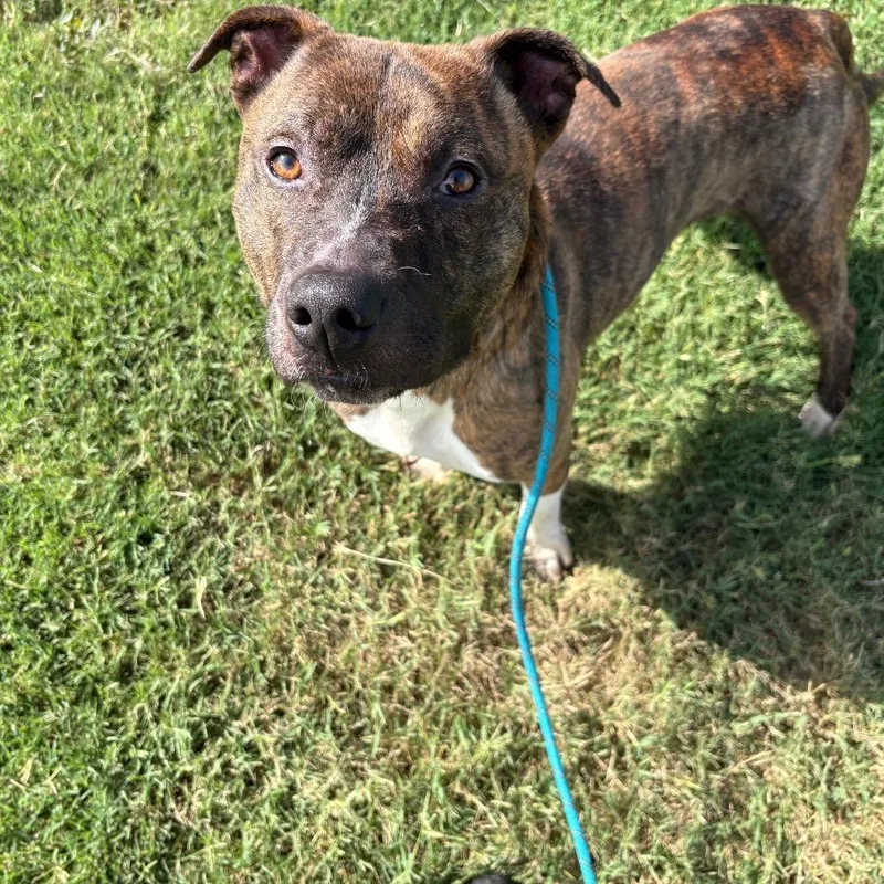 A baby medium-sized male Brindle Pit Bull Terrier dog named Riley for adoption in Springfield, MO