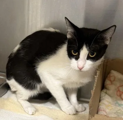 An adult small-sized female Domestic Short Hair cat named Tuxeda for adoption in Honolulu, HI