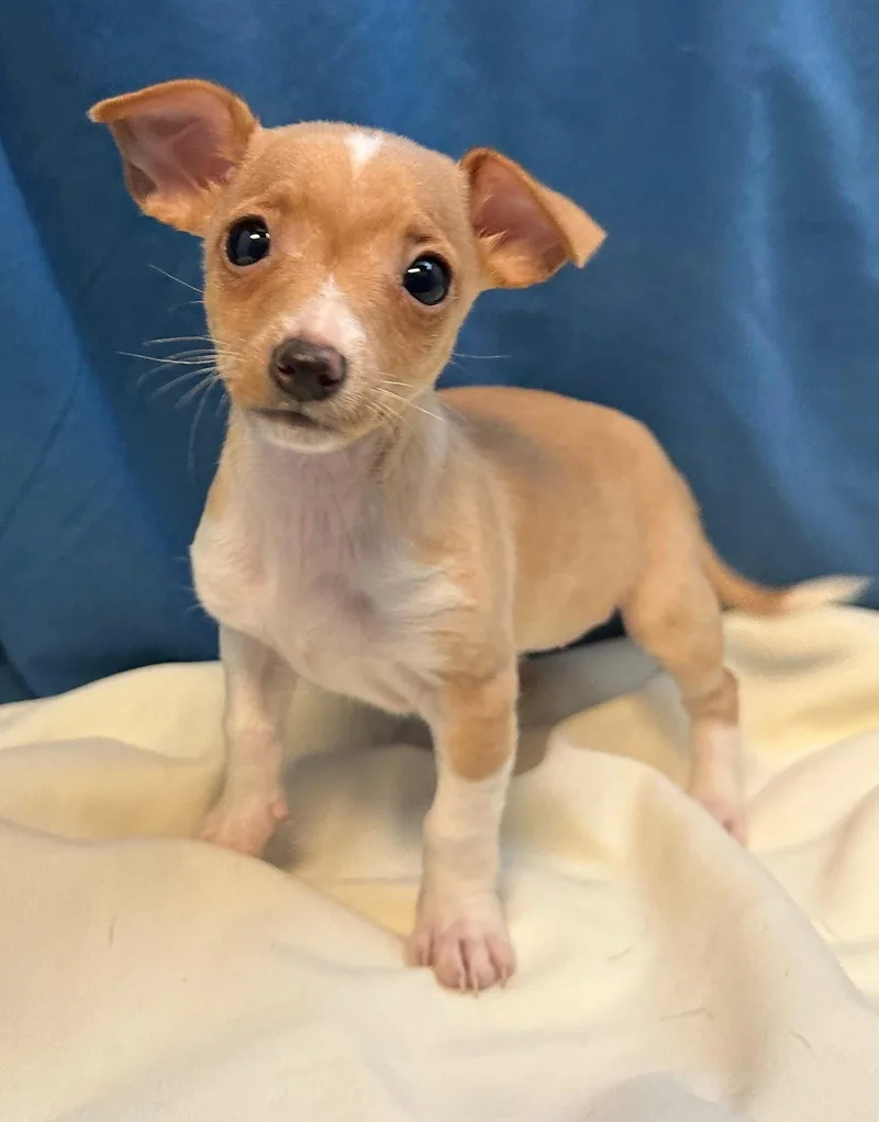A baby small-sized female Chihuahua dog named Flora for adoption in Margate, FL