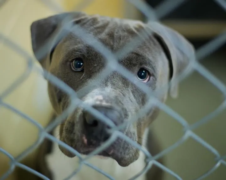 A young large-sized male Pit Bull Terrier dog named Deydey for adoption in Tulsa, OK