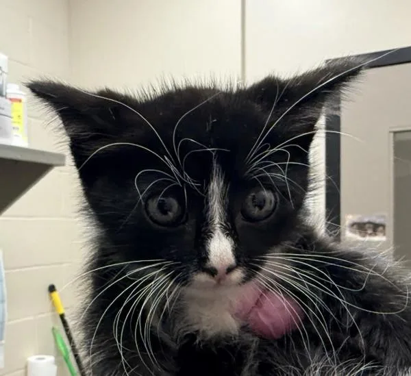 A baby small-sized male Domestic Short Hair cat named Duey for adoption in El Cajon, CA