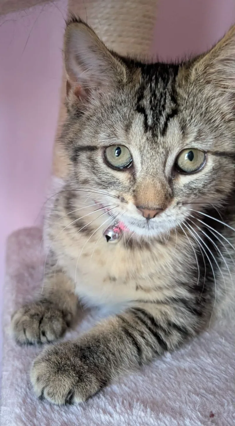 A baby small-sized female Tabby (Buff / Tan / Fawn) Domestic Short Hair cat named Biscotti for adoption in Bayonne, NJ