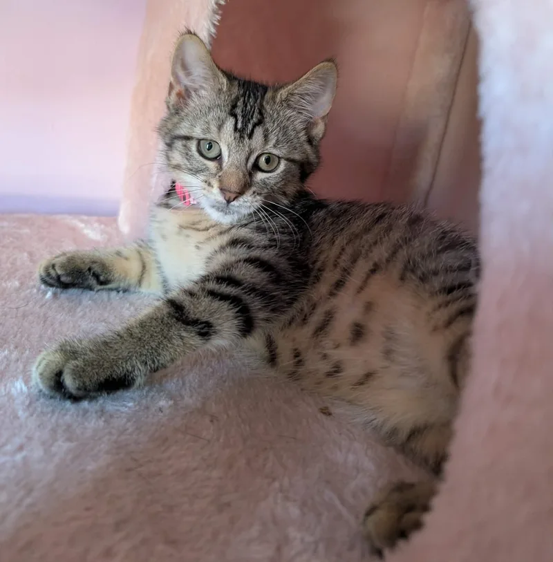 Biscotti thumbnail 3