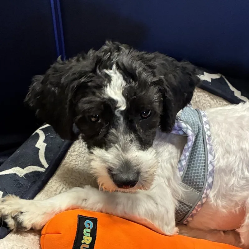 An adult small-sized female White / Cream Terrier dog named Elsa Mars for adoption in Las Vegas, NV