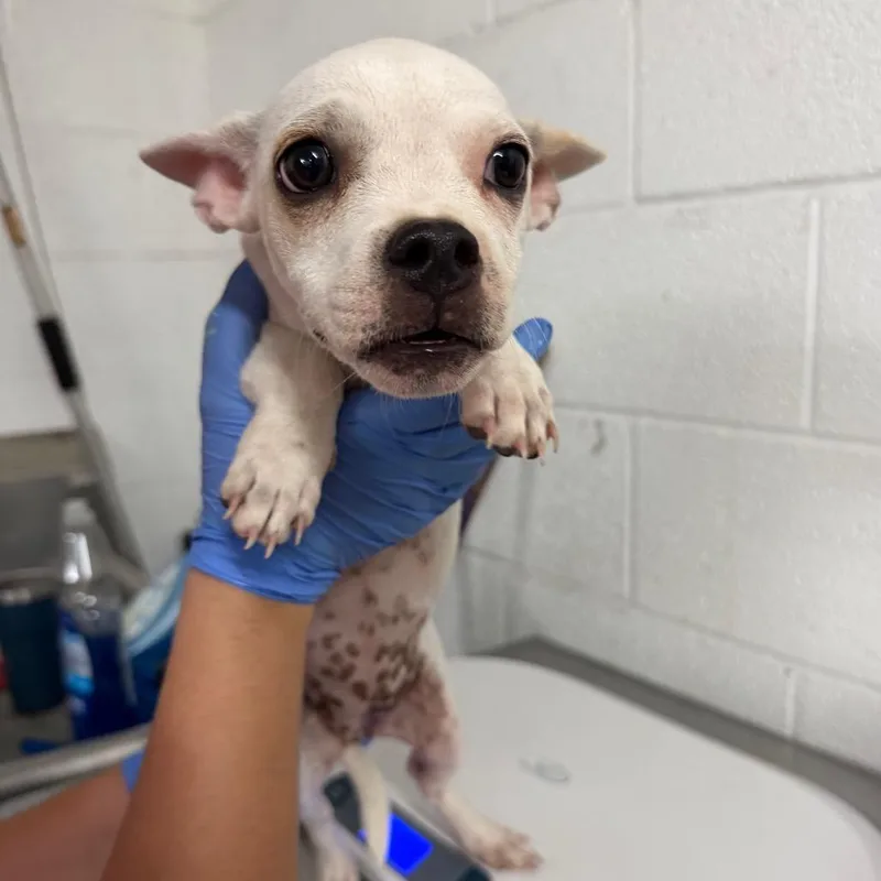 A baby small-sized female White / Cream English Bulldog dog named Dubble Bubble for adoption in Edinburg, TX