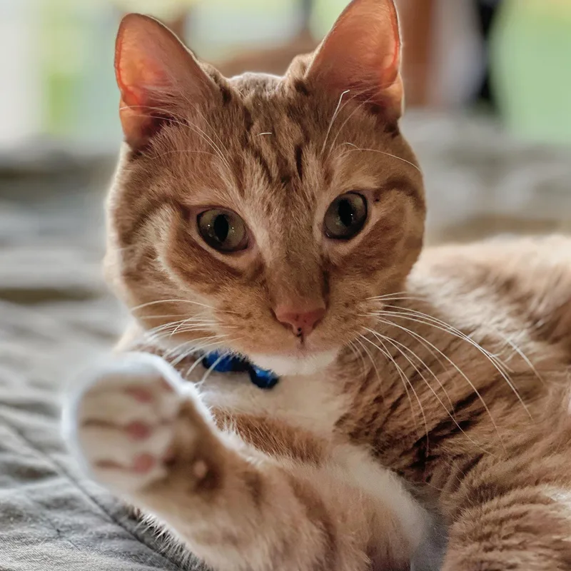 An adult medium-sized male Orange & White Domestic Short Hair cat named Kidd And Milo for adoption in Germansville, PA