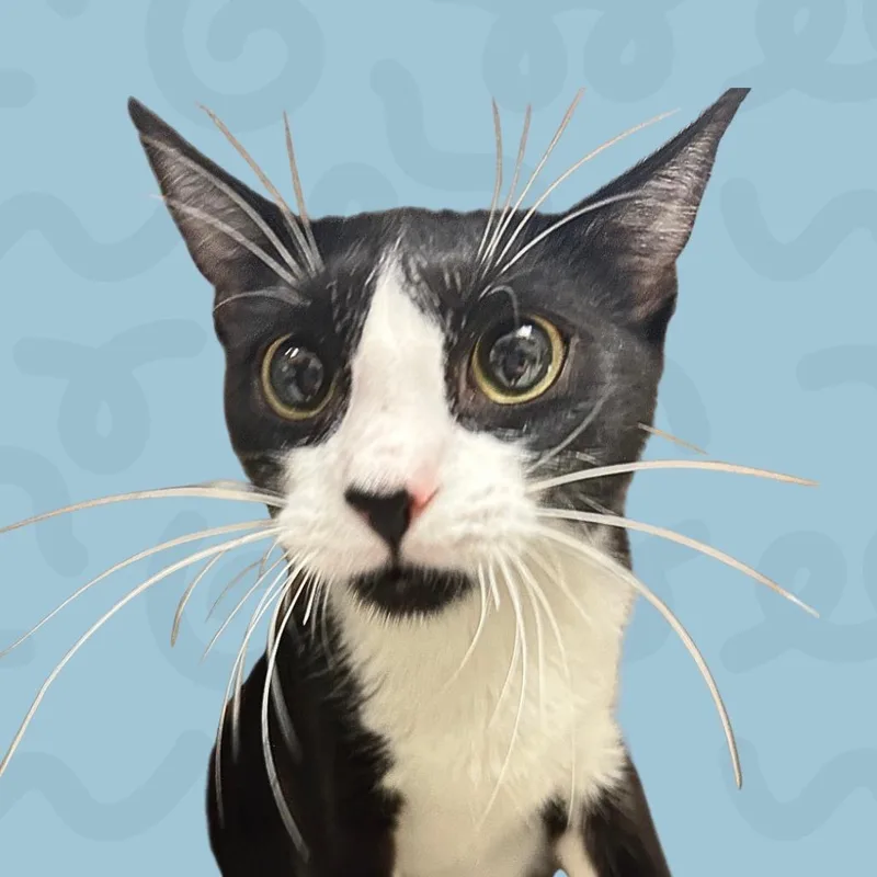 A young medium-sized female Black Domestic Short Hair cat named Mother Gothel for adoption in Reno, NV