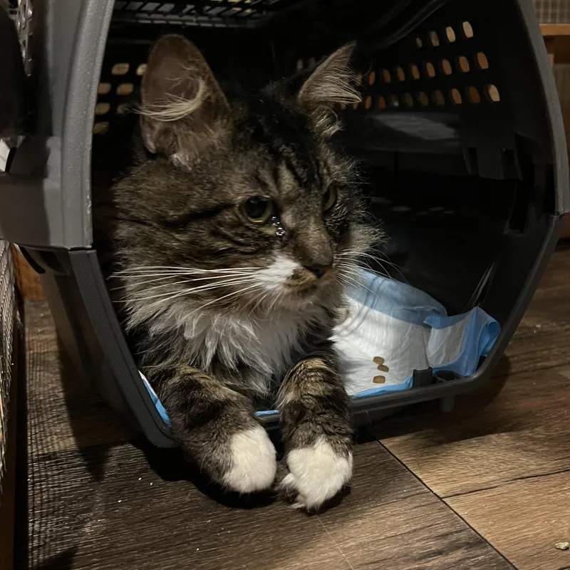 An adult large-sized male Tabby (Buff / Tan / Fawn) Domestic Medium Hair cat named Shazam for adoption in Griswold, CT