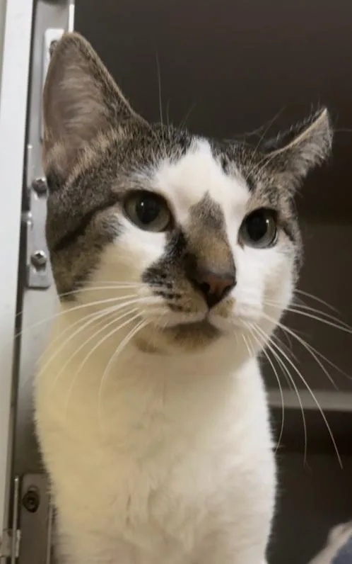 An adult medium-sized male Tabby (Brown / Chocolate) Domestic Short Hair cat named Logan for adoption in Osseo, MI