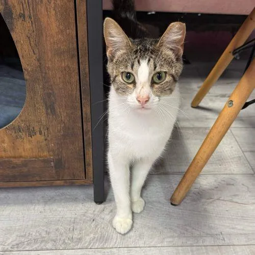 A young medium-sized male Tabby (Brown / Chocolate) Tabby cat named Cochise for adoption in Knoxville, TN