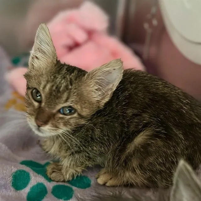 A baby small-sized female Domestic Short Hair cat named Tweetie for adoption in Riverside, CA
