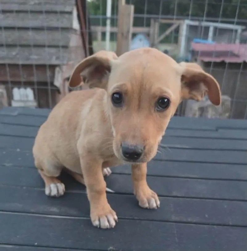 A baby medium-sized female Labrador Retriever dog named Sequoia for adoption in McHenry, IL