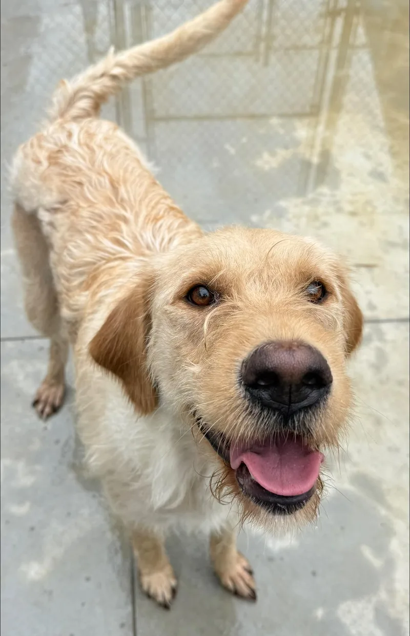An adult medium-sized female Apricot / Beige Mixed Breed dog named Lola for adoption in Warren, OH