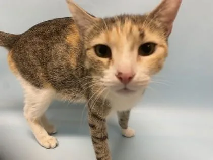 An adult small-sized female Domestic Short Hair cat named Felicity for adoption in Woodbury, MN