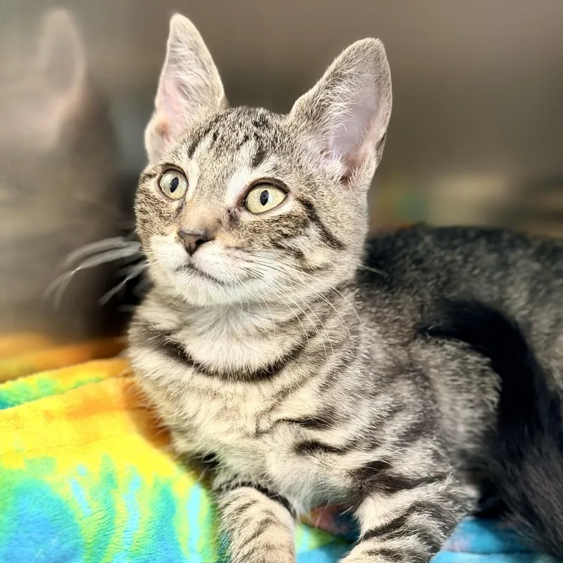A baby medium-sized male Tabby (Brown / Chocolate) Domestic Short Hair cat named Raini for adoption in Jackson, NJ
