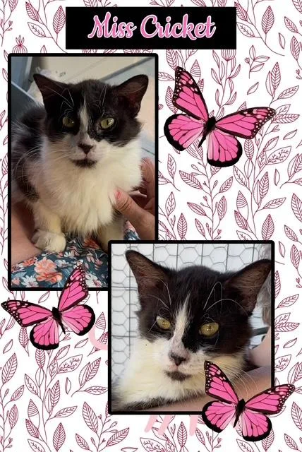 A baby medium-sized female Black Domestic Medium Hair cat named Cricket for adoption in Kearney, NE