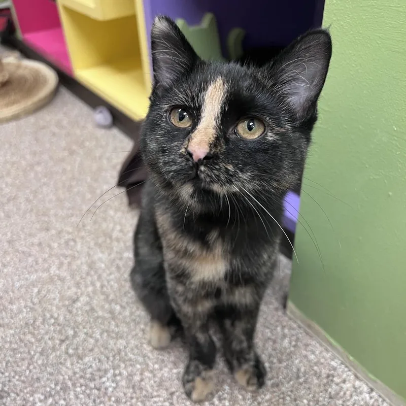 A baby small-sized female Tortoiseshell Domestic Short Hair cat named Tootsie for adoption in Arlington Heights, IL