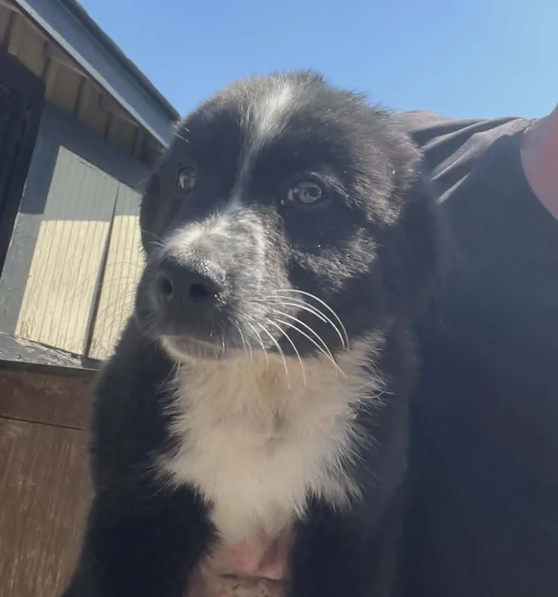 A baby small-sized male Border Collie dog named Homer for adoption in Havertown, PA