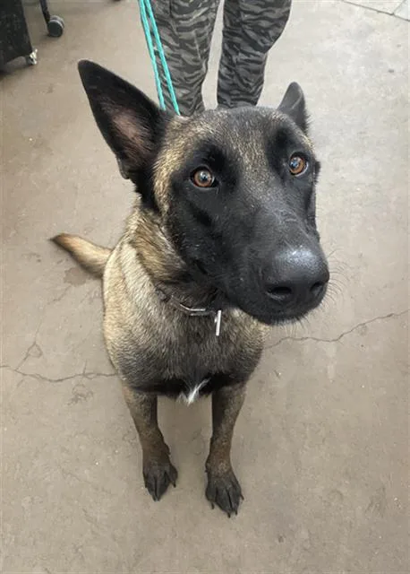 A young large-sized male Mixed Breed dog named Empire for adoption in Dallas, TX