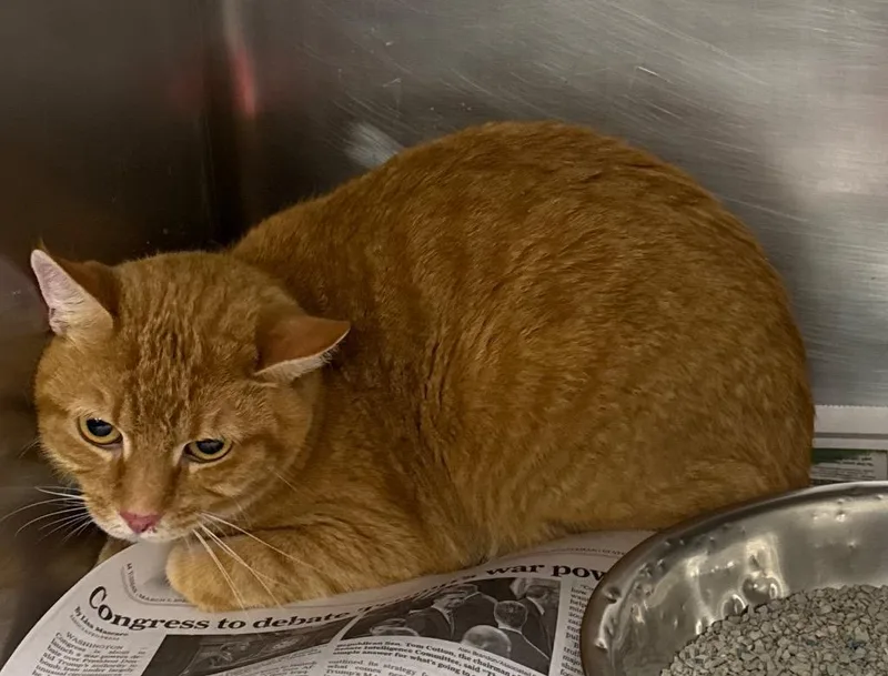 A young medium-sized male Domestic Short Hair cat named Mr. Sir for adoption in Belton, TX