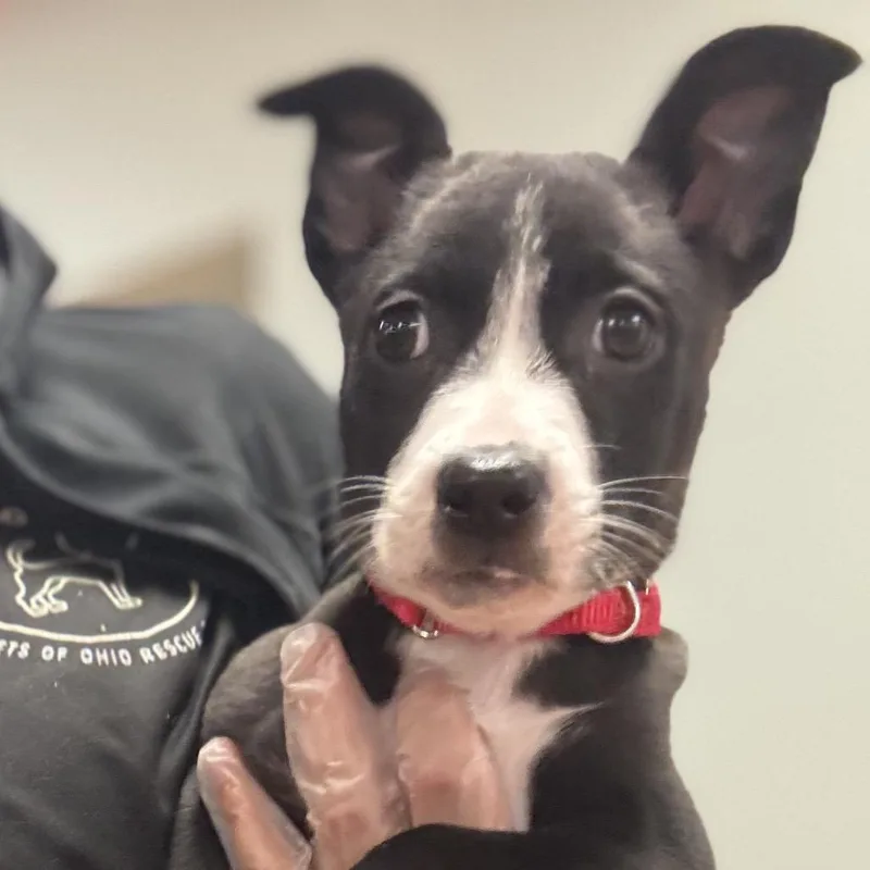 A baby medium-sized female Black Mixed Breed dog named Suki for adoption in Springboro, OH