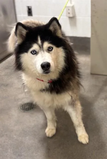 A young large-sized male Husky dog named Iggy for adoption in Upper Marlboro, MD