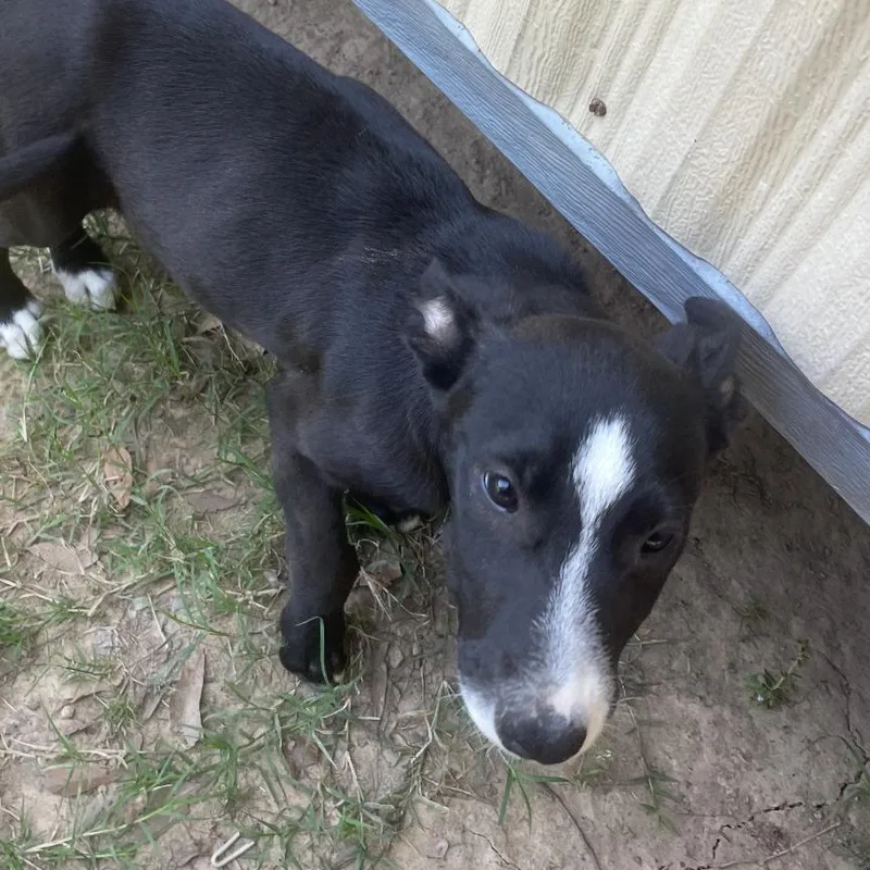 A baby small-sized female Black Terrier dog named Posy for adoption in Marshall, TX