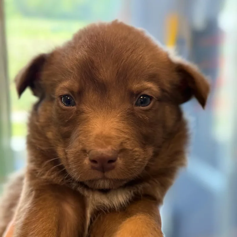 A baby large-sized female Brown / Chocolate Shepherd dog named Paisley for adoption in Madisonville, TN