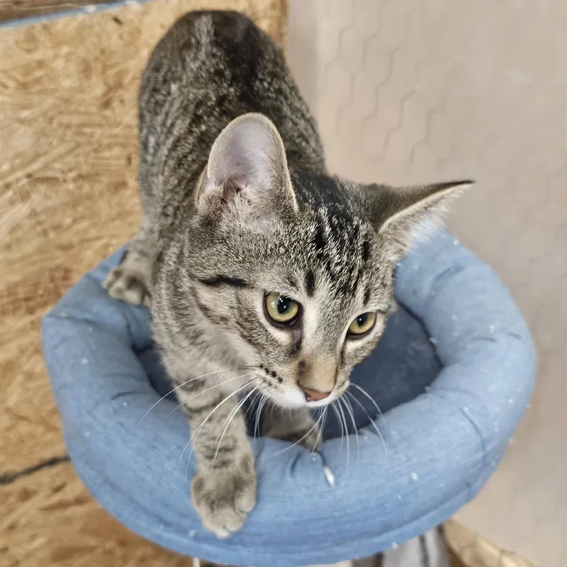 A baby medium-sized male Tabby (Brown / Chocolate) Tabby cat named Hubba Bubba for adoption in Richmond, VA