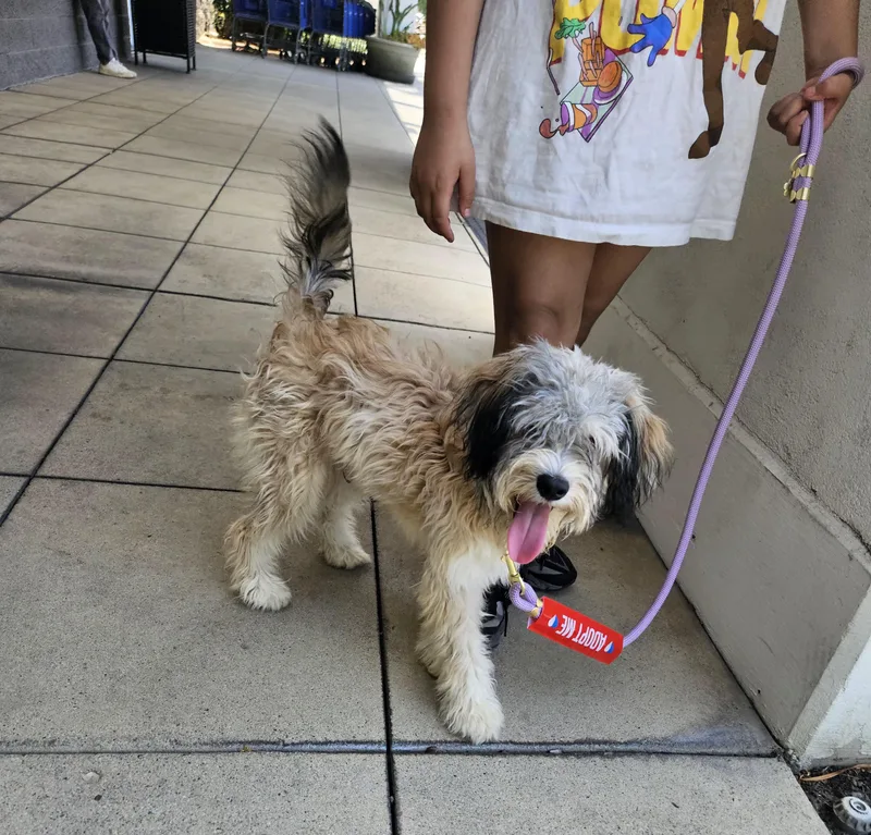 A young small-sized male Apricot / Beige Maltipoo dog named Floki for adoption in Los Angeles, CA