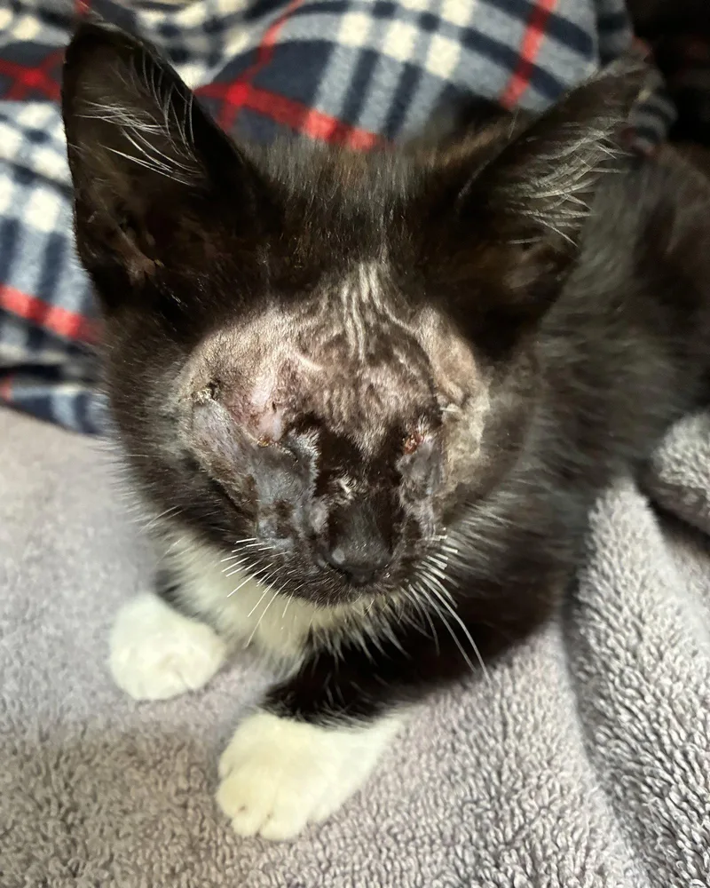 A baby small-sized male Black Domestic Short Hair cat named Austin for adoption in Oakland, CA
