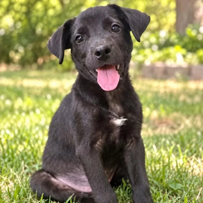 A baby medium-sized male Black Mixed Breed dog named Cappy for adoption in Cranston, RI