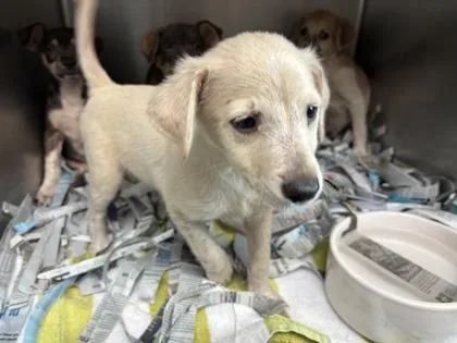 A baby small-sized male Terrier dog named Sailor for adoption in Honolulu, HI