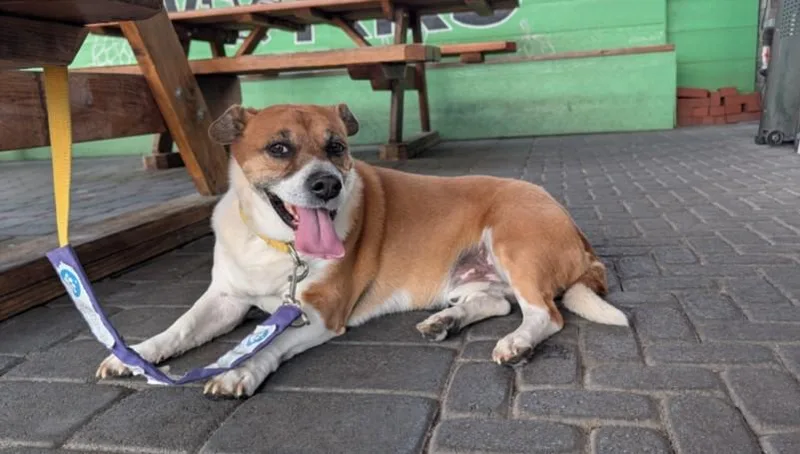 An adult medium-sized male Beagle dog named Sugar Pie for adoption in Las Vegas, NV