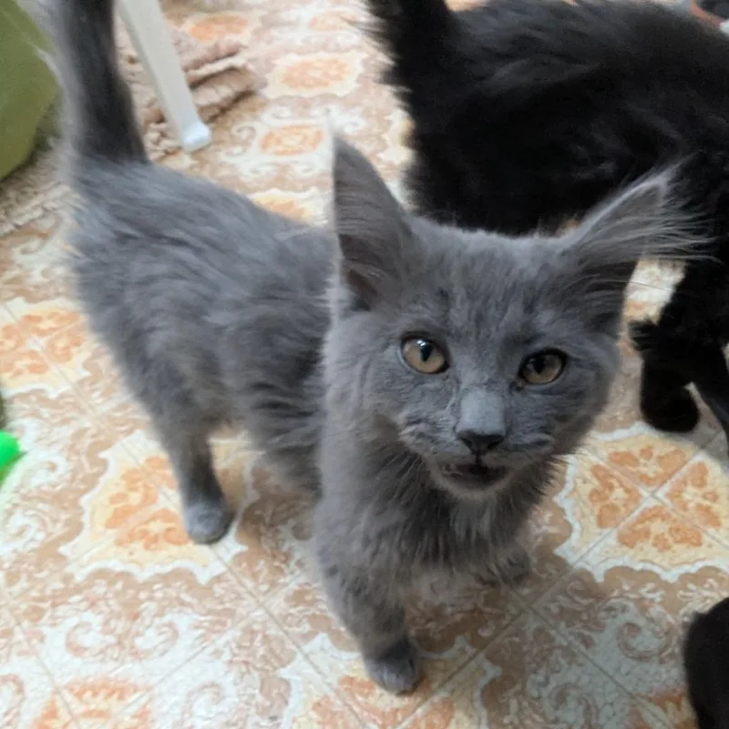 A young medium-sized female Domestic Long Hair cat named Hazelnut for adoption in Aberdeen, WA