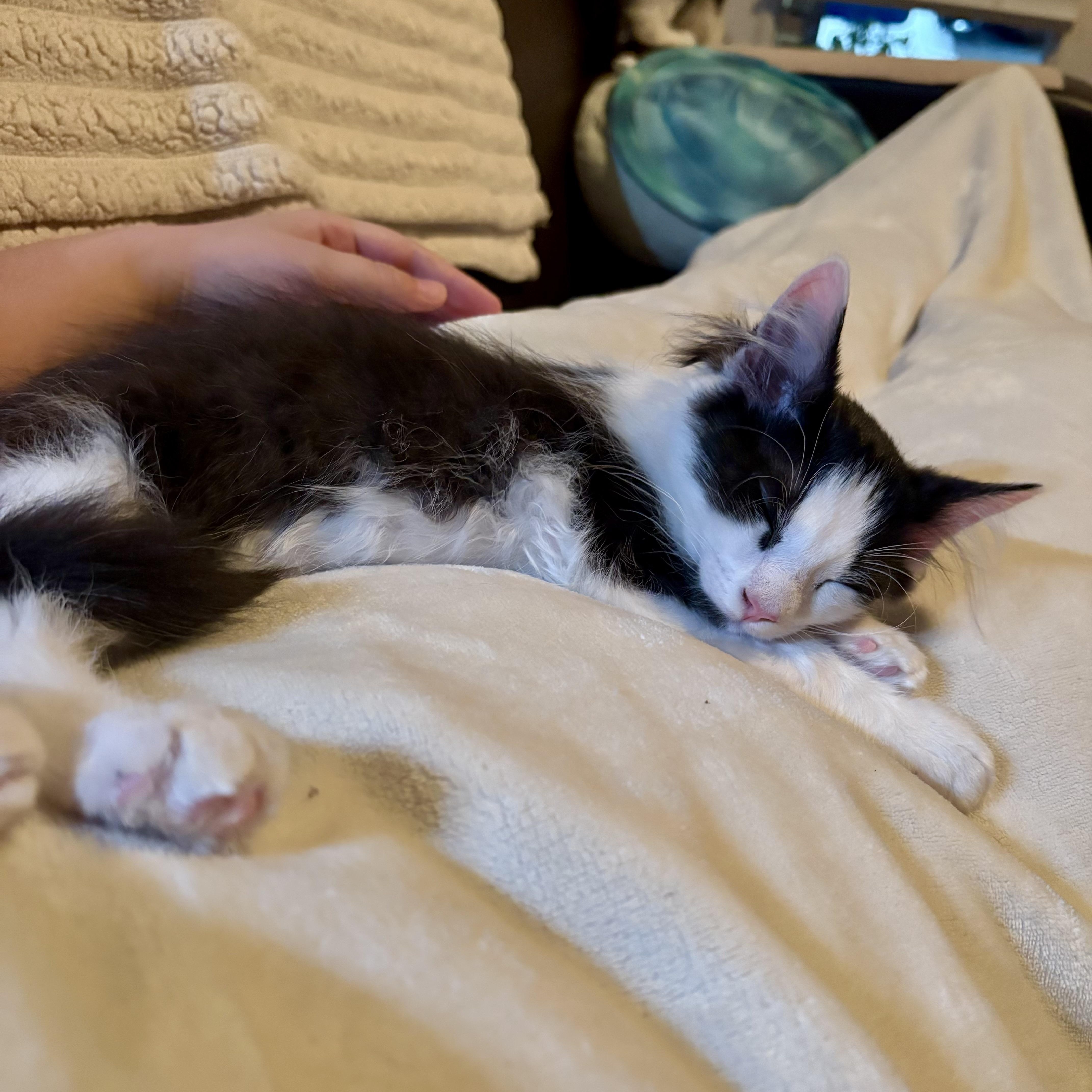 A baby medium-sized male Black & White / Tuxedo Domestic Medium Hair cat named Spider Man for adoption in Richmond, VA