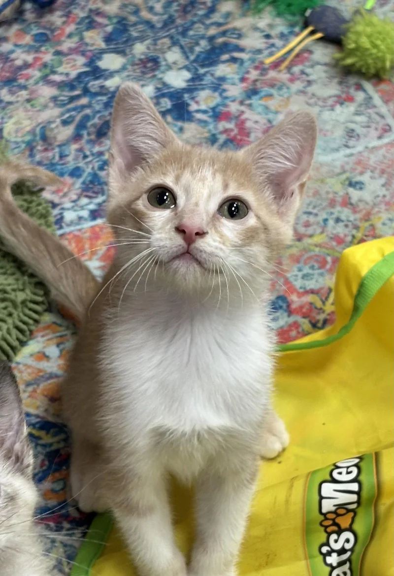 A baby small-sized male Orange & White Domestic Short Hair cat named Ziti for adoption in Southaven, MS