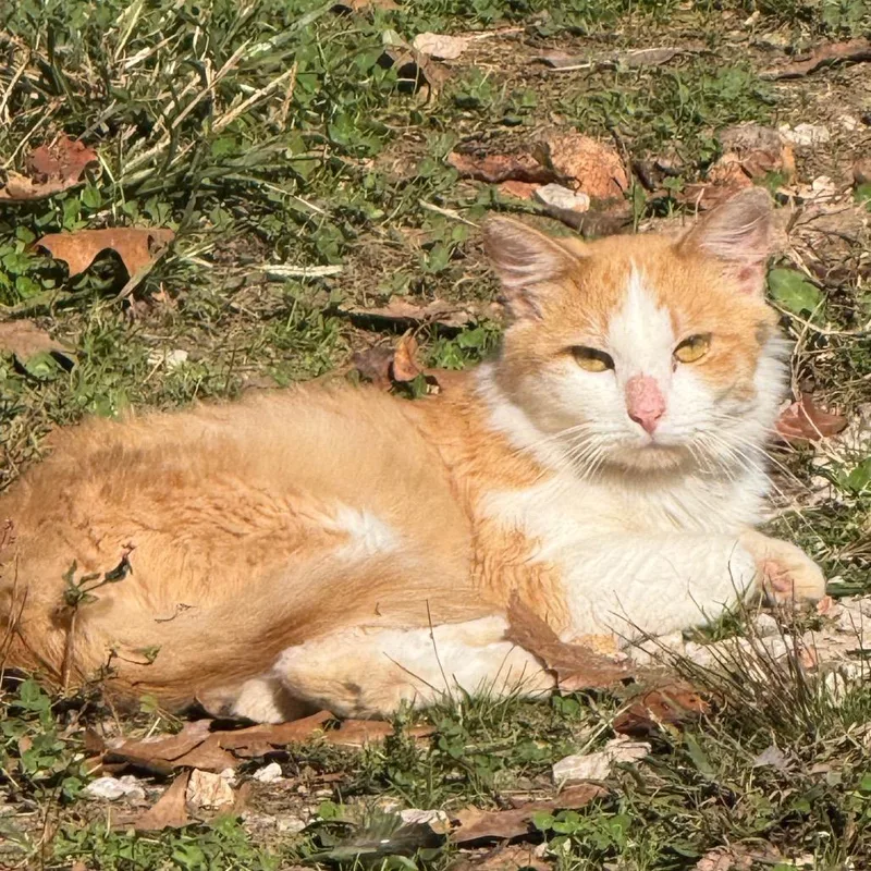 A young medium-sized male Orange / Red Domestic Medium Hair cat named Who Dat for adoption in Granby, MO