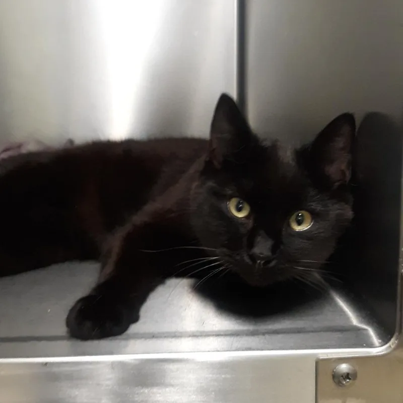 A young medium-sized male Black Domestic Short Hair cat named Guardian for adoption in Spokane, WA