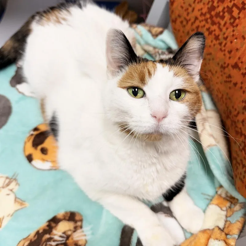 A senior medium-sized female Calico Domestic Short Hair cat named Meow for adoption in Oshkosh, WI