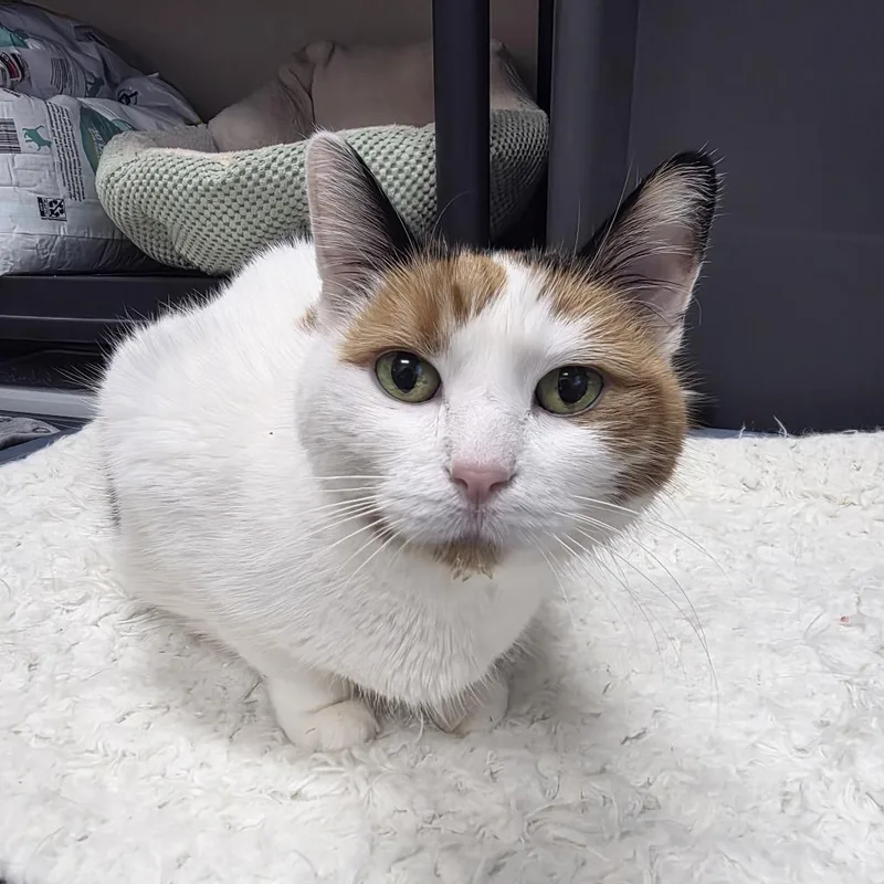 Meow thumbnail 4