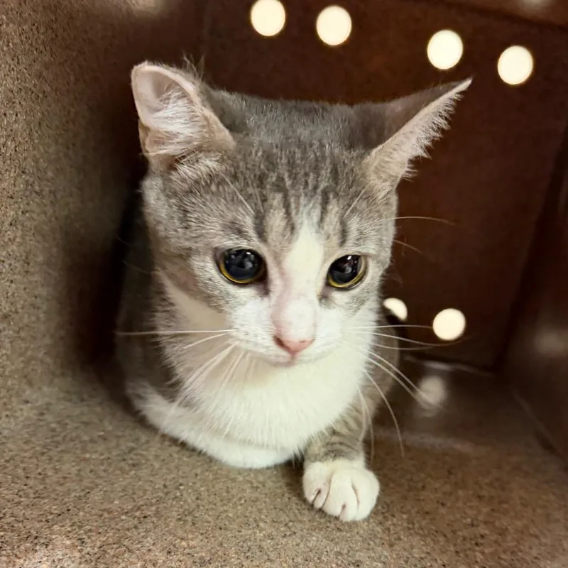 A young medium-sized female Domestic Short Hair cat named Jersey for adoption in Birmingham, AL