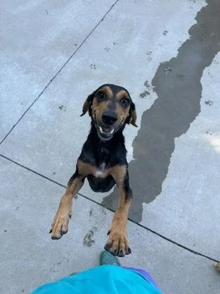 An adult medium-sized female Hound dog named Trash Panda for adoption in King William, VA