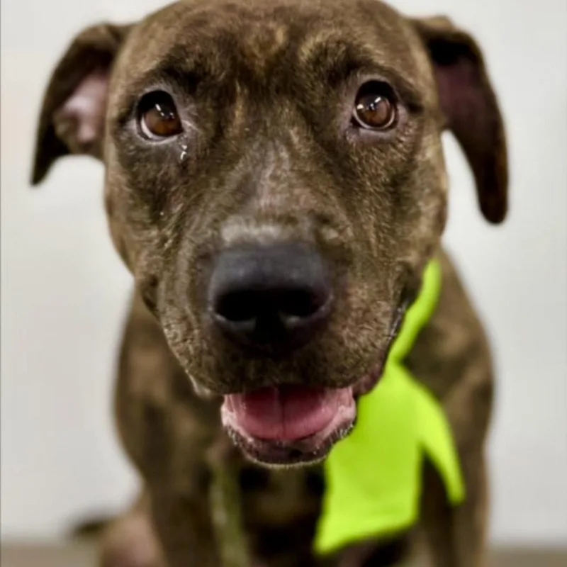 Julietgentle  Kind And thumbnail 4