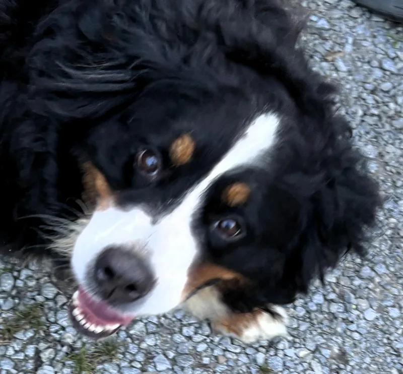 An adult large-sized female Tricolor (Brown, Black, & White) Bernese Mountain Dog dog named Hannah for adoption in Paris, KY