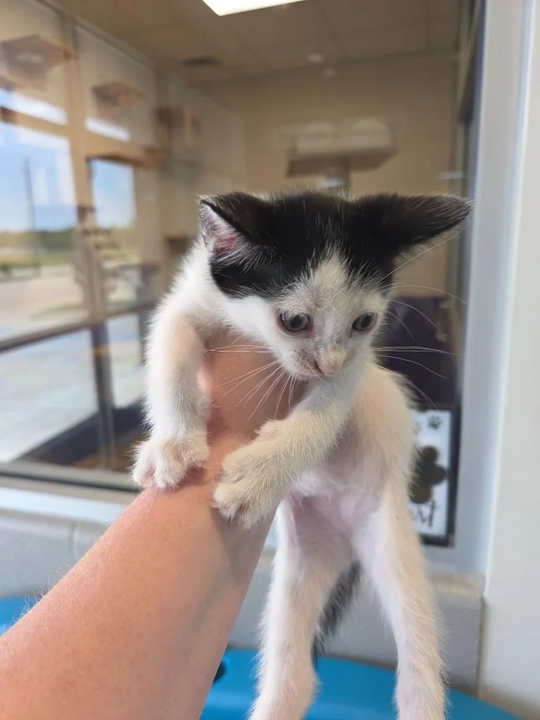A baby small-sized male Domestic Short Hair cat named Ed for adoption in Bossier City, LA