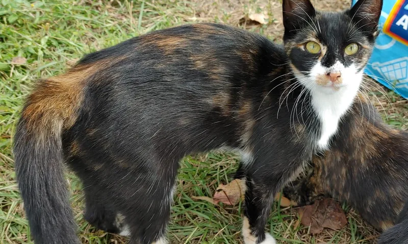 ~ Courtesy ~ Callie thumbnail 2