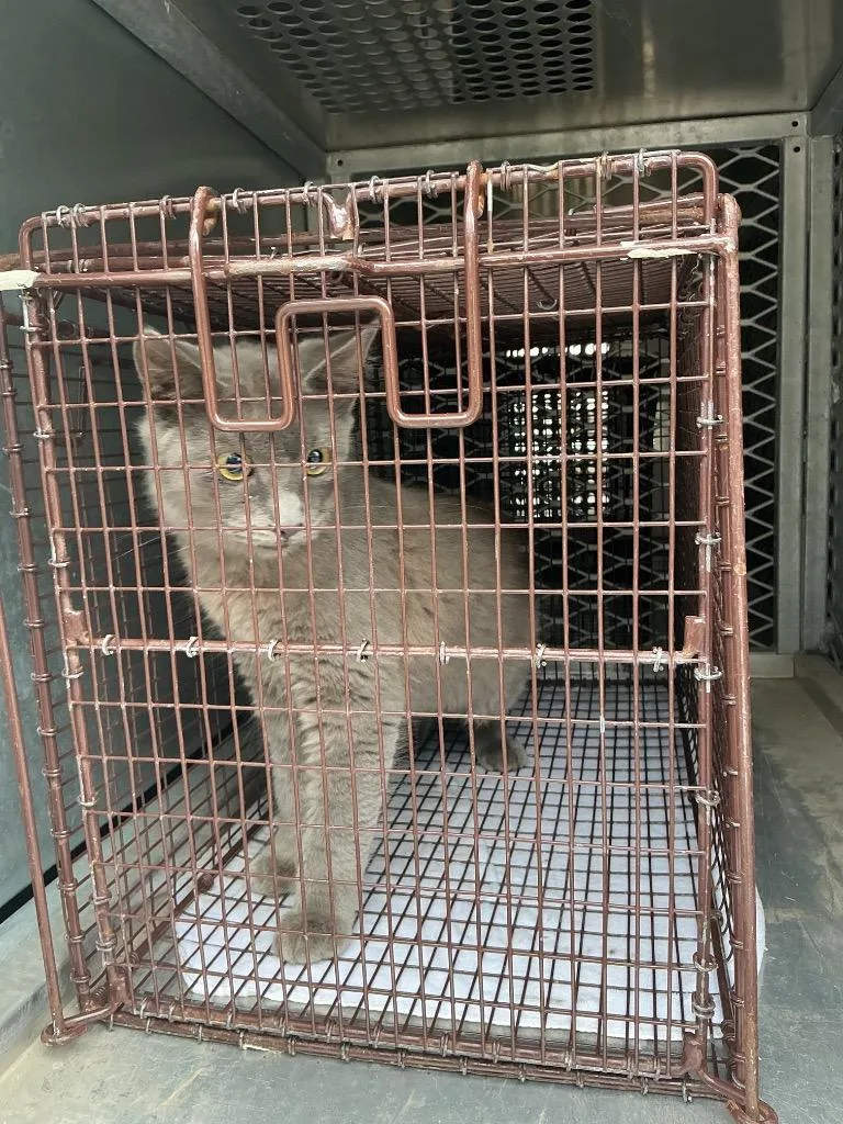 A young medium-sized male Domestic Short Hair cat named Chamomile for adoption in New Braunfels, TX