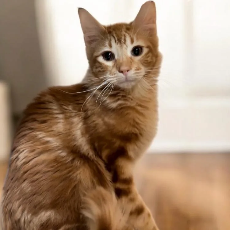 A young small-sized male Orange / Red Domestic Medium Hair cat named Westyn for adoption in Grantsville, UT