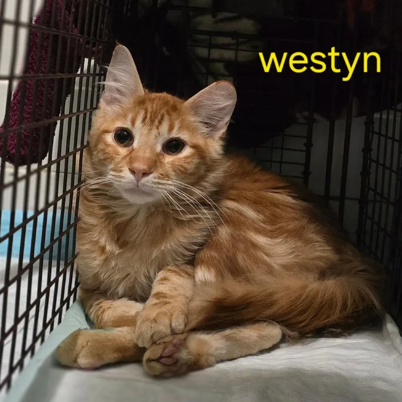 Westyn thumbnail 2